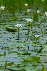White lotus flowers are blooming in the water of the beel. (water Lily)
