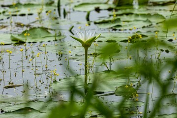 Small yellow flowers are visible next to white lotus flowers in the water of the beel.