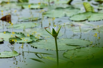 Red Dragonfly resting on white water Lily bud in Natural wetland. White water lily and dragonfly stock Photo