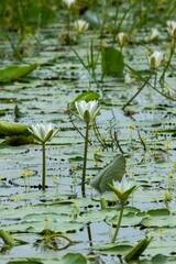 White lotus flowers are blooming in the water of the beel. (water Lily)