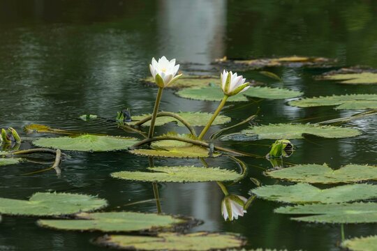 White lotus flowers are blooming in the water of the beel. (water Lily)