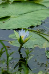 White lotus flowers are blooming in the water of the beel. (water Lily)