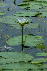 White lotus flowers are blooming in the water of the beel. (water Lily)