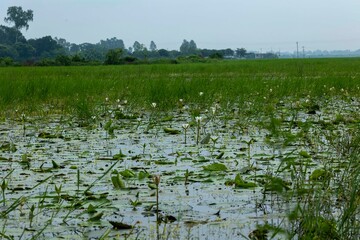Small yellow flowers are visible next to white lotus flowers in the water of the beel.