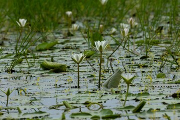 Small yellow flowers are visible next to white lotus flowers in the water of the beel.