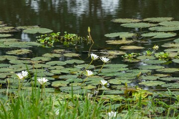 White lotus flowers are blooming in the water of the beel. (water Lily)