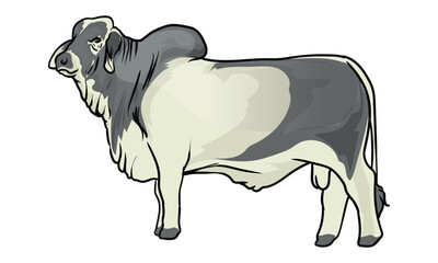 brahman cattle with separate white background