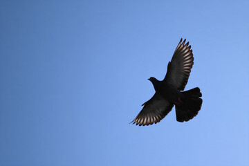 Obraz premium a bird flying in the sky with its wings spread