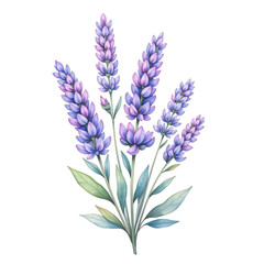 Naklejka premium Vibrant lavender flowers blooming in nature botanical illustration outdoor garden close-up view floral concept