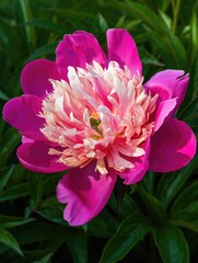 This stunning close up captures the vibrant beauty of a blooming pink peony flower in the garden.