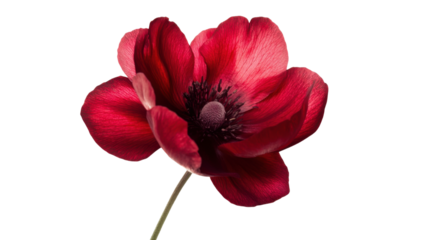 red flower on white background