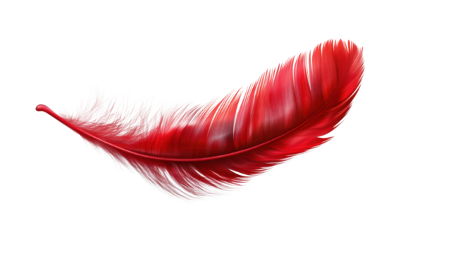 red feather on white background