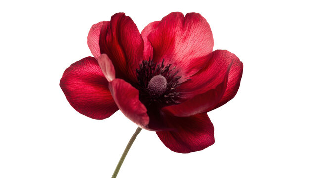 red flower on white background