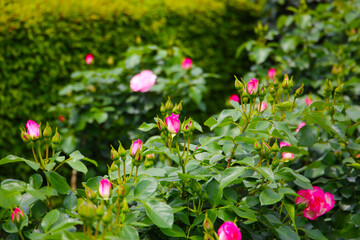Beautiful roses in full bloom at the Japan Rose Garden.