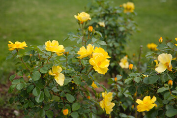 Beautiful roses in full bloom at the Japanese Rose Garden.