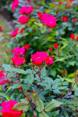 Red rose in a public park in Japan
