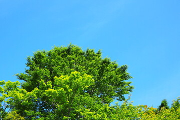 Fototapeta premium ブナの新緑と青空
