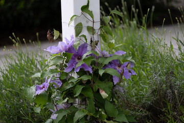 Purple clematis flowers climbing on white garden post