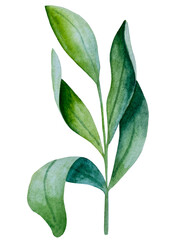 Watercolor collection of hand drawn eucalyptus leaves and yellow wildflowers. Botanical clipart elements isolated on white background. Set of objects for decor, design, poster, banner, wedding, logo