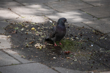 City pigeon standing by puddle on dirty pavement