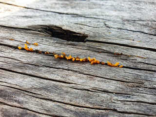 Dacryopinax spathularia, also known as orange jelly fungus, grows in the crevices of old, decaying wood surfaces.