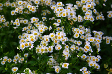 Eastern daisy fleabane (Erigeron annuus) in full bloom