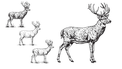 Engraved deer standing side antlers branched natural posture forest peaceful vintage detailed bold illustration