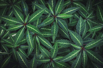 Green Tropical plant closeup, exotic Jungle leaves - Impatiens niamniamensis, Congo cockatoo, parrot plant, or parrot impatiens, background