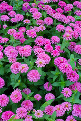 Blooming zinnia flowers in the field