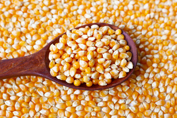Yellow raw unpopped popcorn kernels