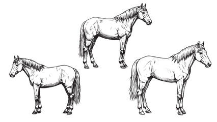 Engraved horse standing side view flowing mane muscular body classic vintage bold-line equestrian illustration