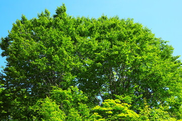 ブナの新緑と青空
