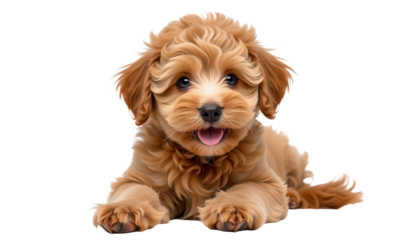 Happy Dog Moments with Toys and Joy Cute puppy with fluffy fur and playful expression. isolated png on a transparent background perfectly cutout