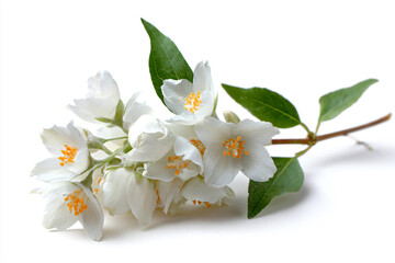 a bunch of white flowers with green leaves