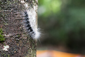 Close-up Black-White Hairy caterpillar on the tree in forest background with copy space