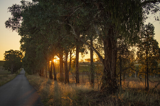 Sun setting behind row of gum trees along rural country road