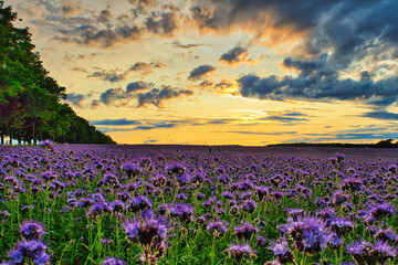 Phacelia Beautiful rural landscape with sunrise and blossoming meadow. purple flowers flowering on spring Field Summer Sunset Agriculture Farm Nature