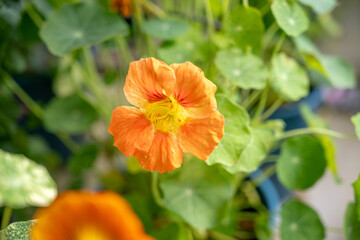 Close-up of vibrant orange nasturtium blooms with mottled green leaves, showcasing garden freshness in natural light.