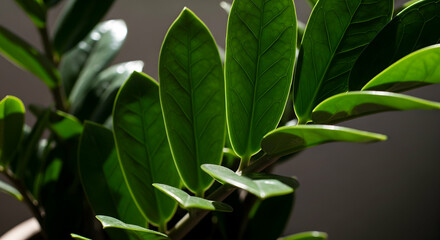 Obraz premium Zamioculcas Zamiifolia Plant Displaying Vibrant Green Leaves Indoors