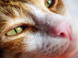 Close-up of Sick orange cat face