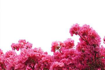 a bunch of pink flowers are in a field
