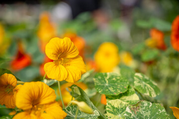 Close-up of vibrant orange nasturtium blooms with mottled green leaves, showcasing garden freshness in natural light.