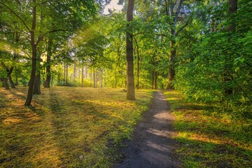 Serene green forest landscape at sunrise golden sunrays through trees leaves peaceful nature trail path peaceful lush foliage. Stunning sunlight morning mist tranquil woodland scene, freedom adventure