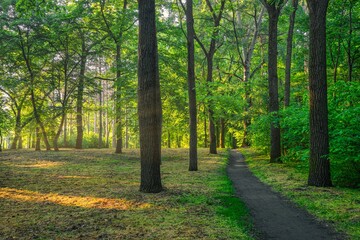 Serene green forest landscape at sunrise golden sunrays through trees leaves peaceful nature trail path peaceful lush foliage. Stunning sunlight morning mist tranquil woodland scene, freedom adventure