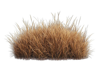 Close-up of dry, light brown grass tuft