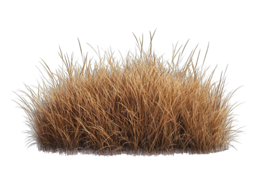 Close-up of dry, light brown grass tuft