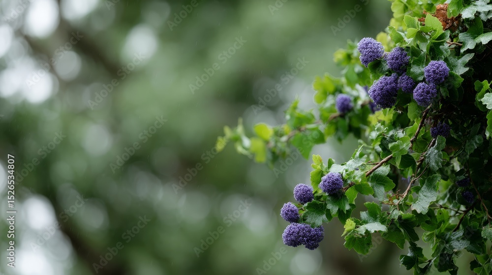 Poster vibrant purple flowers illuminated by sunbeams filtering through lush green foliage with a bokeh bac