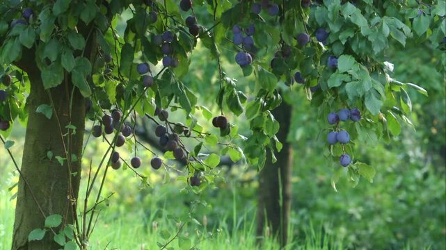 ripe blue plums on a tree