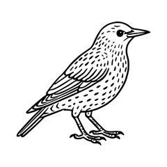starling vector realistic line icon on white background
Vector line icon animal, wildlife