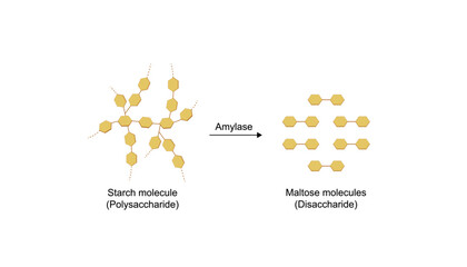 Carbohydrates digestion. Amylase enzyme catalyzes digestion of polysaccharide starch molecule to disaccharides maltose molecules. Scientific diagram. Vector illustration.